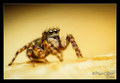 Pseudeuophrys &hellip;