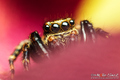 Pseudeuophrys &hellip;