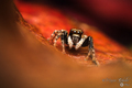 Pseudeuophrys &hellip;