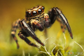 Pseudeuophrys &hellip;