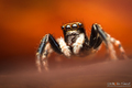 Pseudeuophrys &hellip;