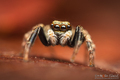 Pseudeuophrys &hellip;