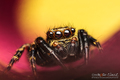 Pseudeuophrys &hellip;