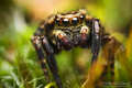 Pseudeuophrys &hellip;