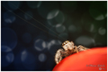 Salticidae jum&hellip;