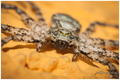 Philodromus ma&hellip;