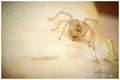 Cheiracanthium&hellip;