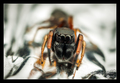 Ant mimic jump&hellip;