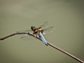 dragonfly-1