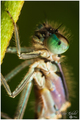 Female damself&hellip;