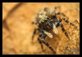 Pseudeuophrys &hellip;