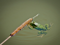 frogger - sunč&hellip;