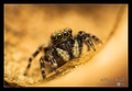 Pseudeuophrys &hellip;