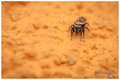 mali jumping s&hellip;