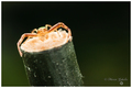mali crab spid&hellip;