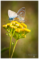 Butterflies in&hellip;