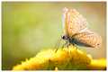 Polyommatus Ic&hellip;