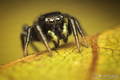 Heliophanus mu&hellip;