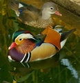 Mandarinke  (A&hellip;
