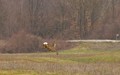 Run, Jelenko, &hellip;