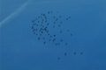 Ptice se igraj&hellip;