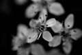blossom