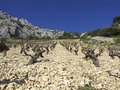 Vinograd