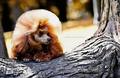 Turbo poodle C&hellip;