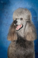 Grand Caniche,&hellip;