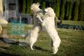 Boys playing, &hellip;