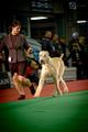 Gelert Spirit&&hellip;