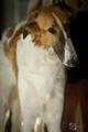 Dober-Kopp Cra&hellip;