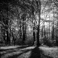 ljetna-šumska-&hellip;