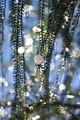 a tree of wish&hellip;