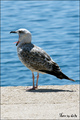 Galeb se sprem&hellip;
