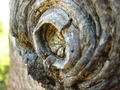 tree... close &hellip;