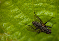 an ugly fly