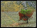  land of phoen&hellip;