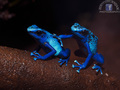 BFF - Blue Fro&hellip;