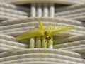 Ephemeroptera,&hellip;