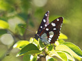 Plavi admiral &hellip;