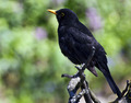 Kos Turdus mer&hellip;