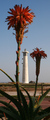 Aloe and the L&hellip;