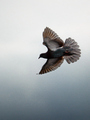 flap, flap, fl&hellip;