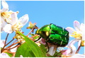 Cetonia aurata