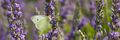 Widescreen lju&hellip;