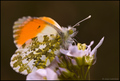 Anthocharis ca&hellip;