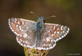 Pyrgus malvae &hellip;