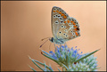Aricia agestis