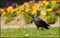 Čavka (Corvus &hellip;